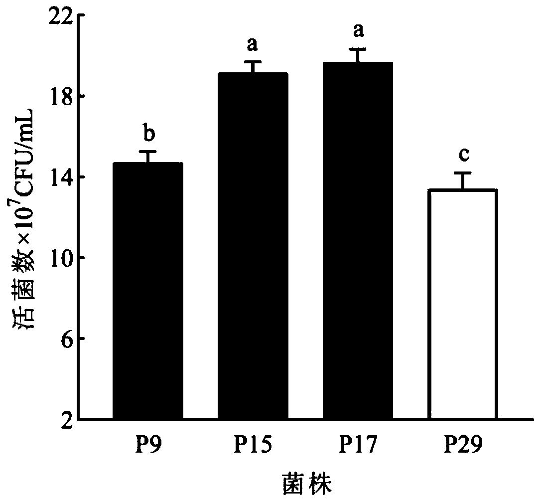 Lactobacillus plantarum P _ 17 and method for preparing fermented apple juice by using lactobacillus plantarum P _ 17