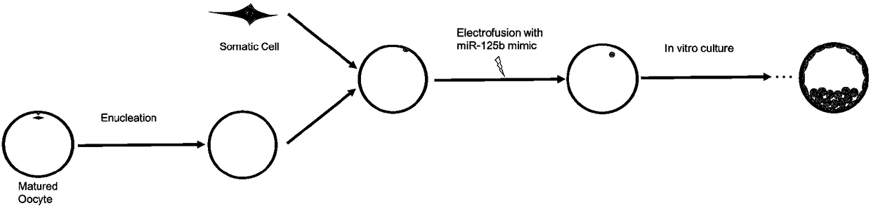 A method for improving the efficiency of bovine cloning by utilizing microribonucleic acid