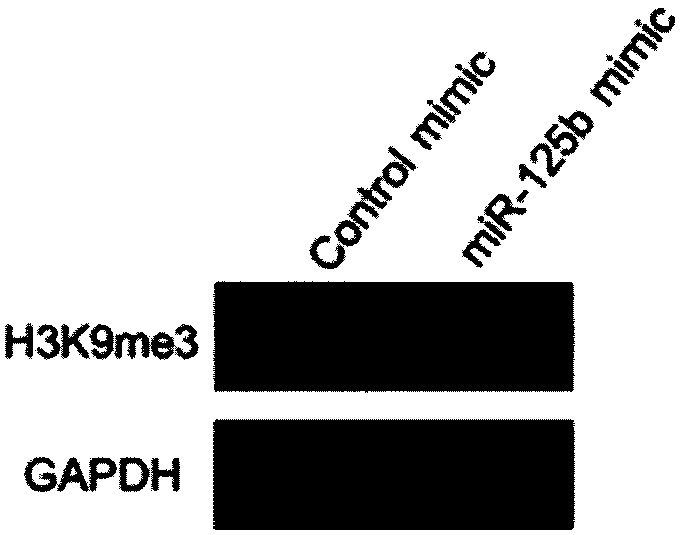 A method for improving the efficiency of bovine cloning by utilizing microribonucleic acid