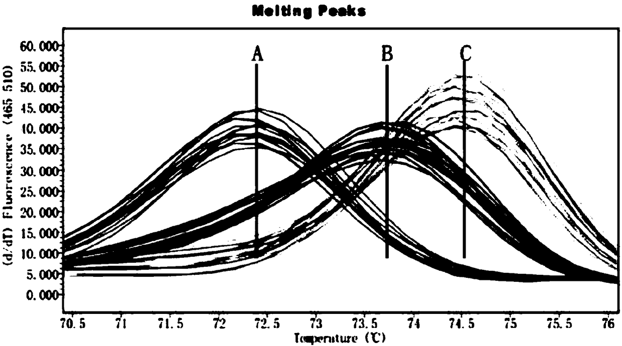 Molecular marker for interspecific identification of Sepiella maindroni, Sepia pharaonis and Sepia lycidas and application