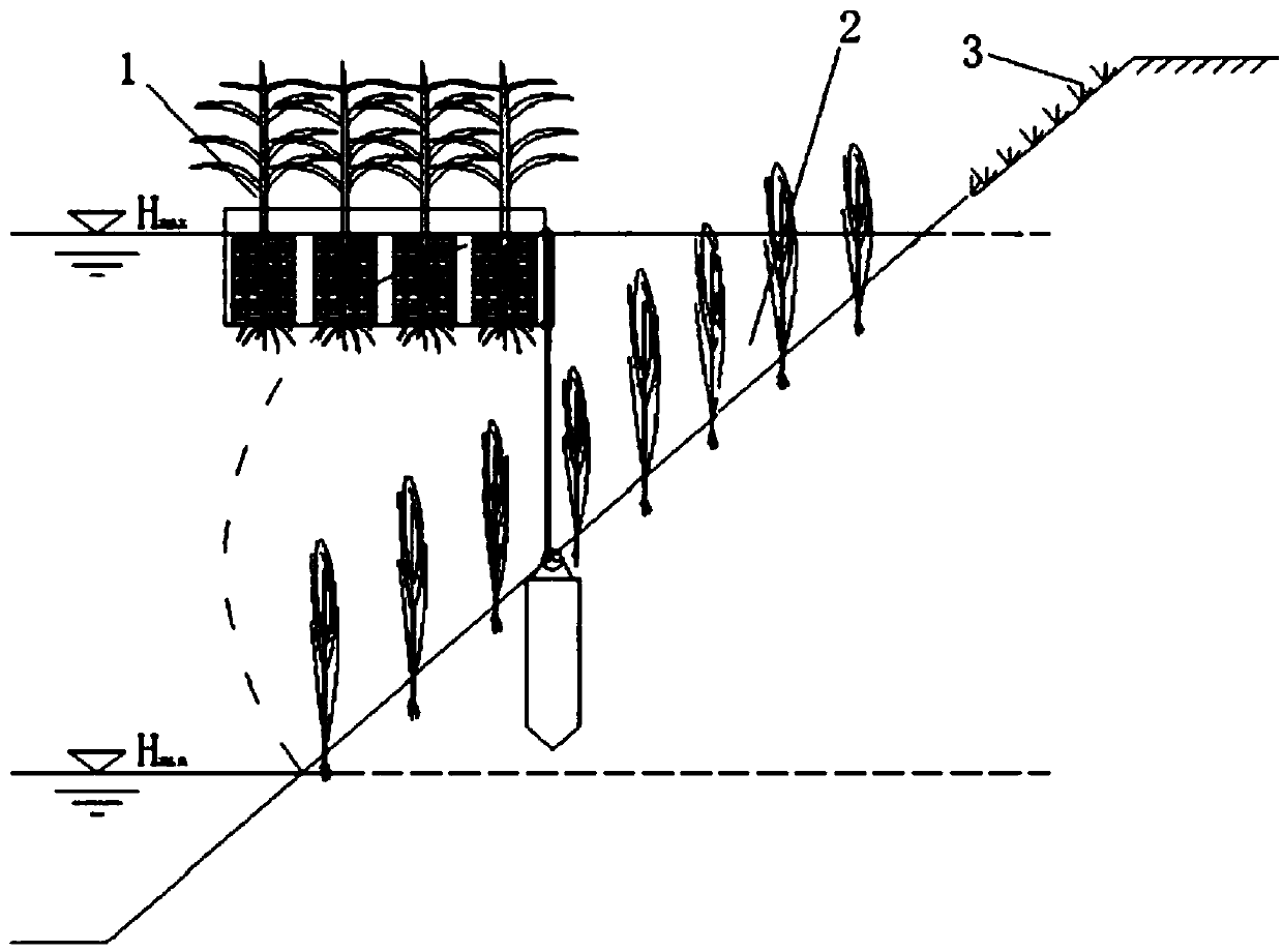 Coastal zone plant combination planting system adaptive to water level change