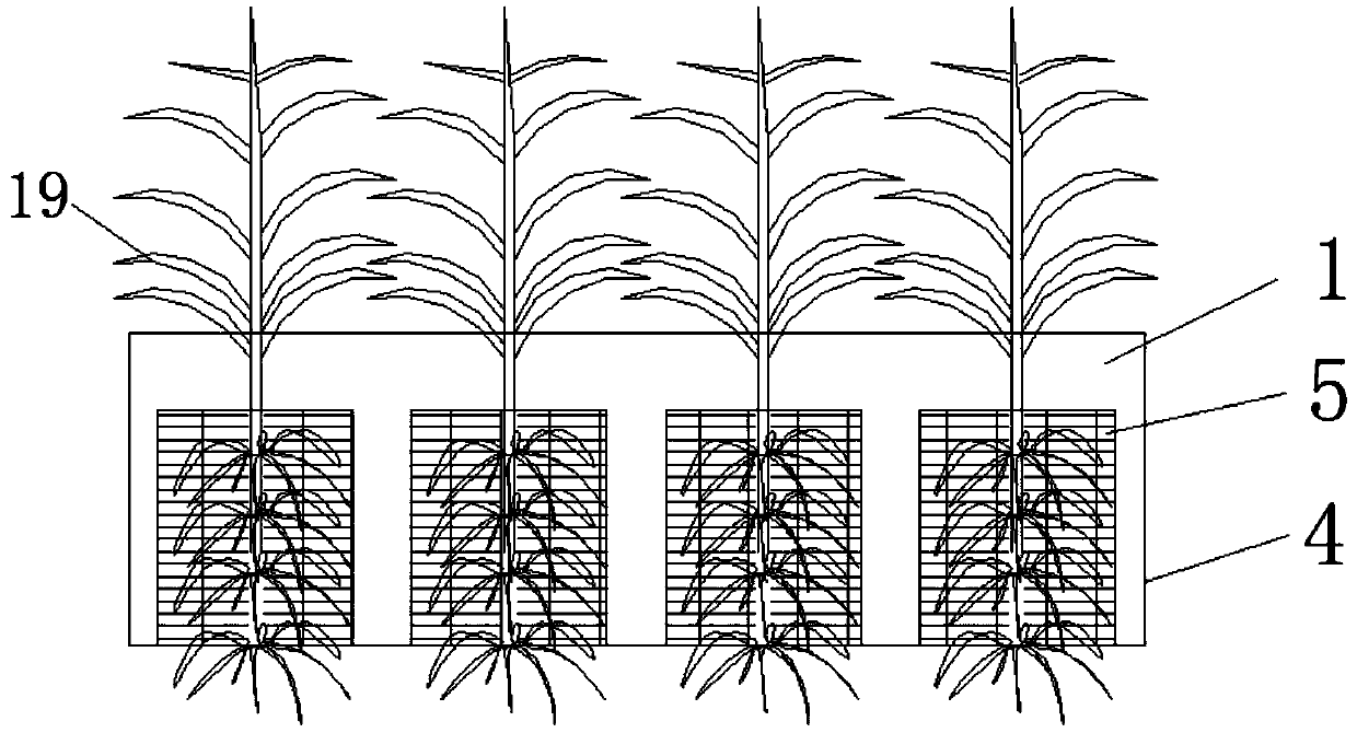 Coastal zone plant combination planting system adaptive to water level change