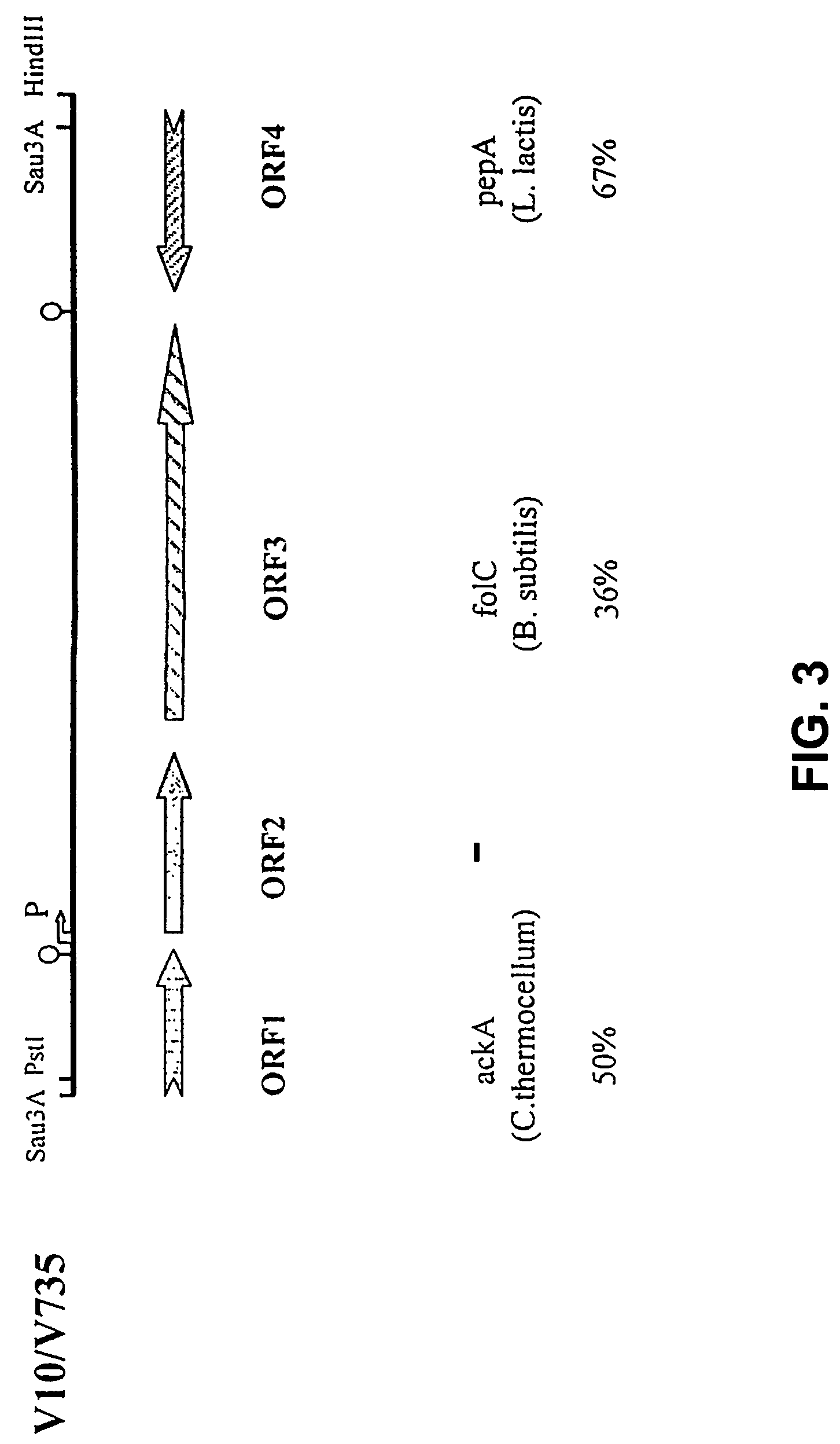 Virulence of streptococci