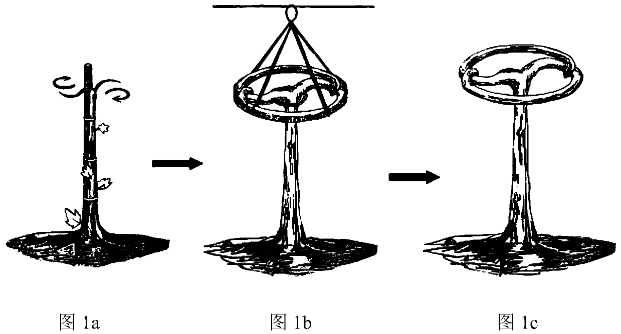 Eight-diagram-shaped grape landscape planting method