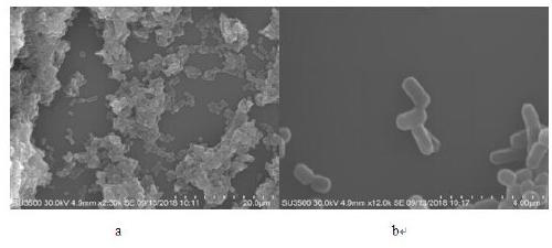 Fermentation method for producing nitrite reductase