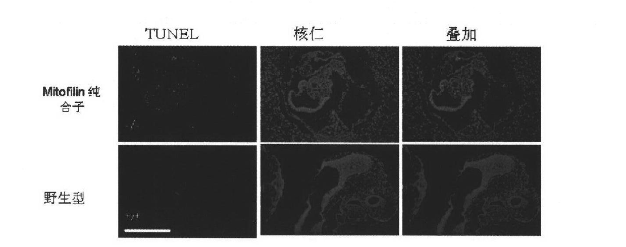 Preparation method and purpose of mitofilin gene knockout mice model