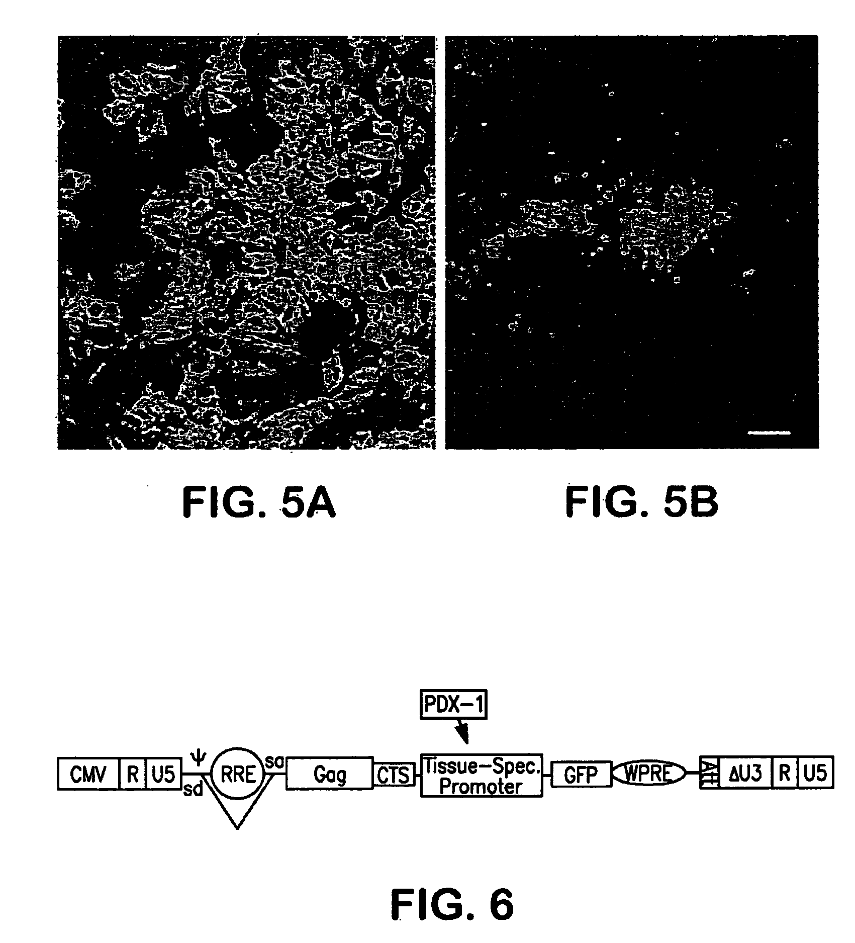 Method for modulating insulin production