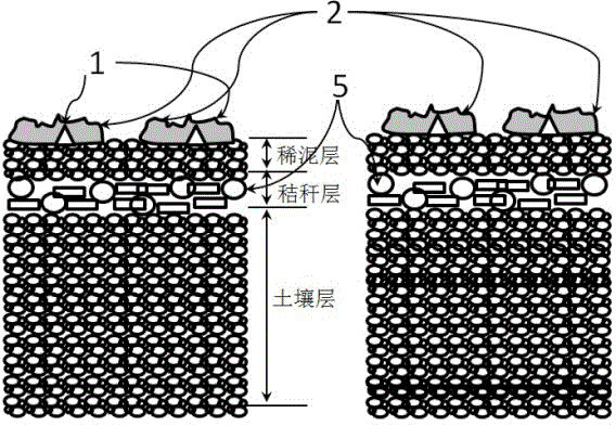 Semi-solid non-tillage dry direct planting method for multi-cropping type paddy rice