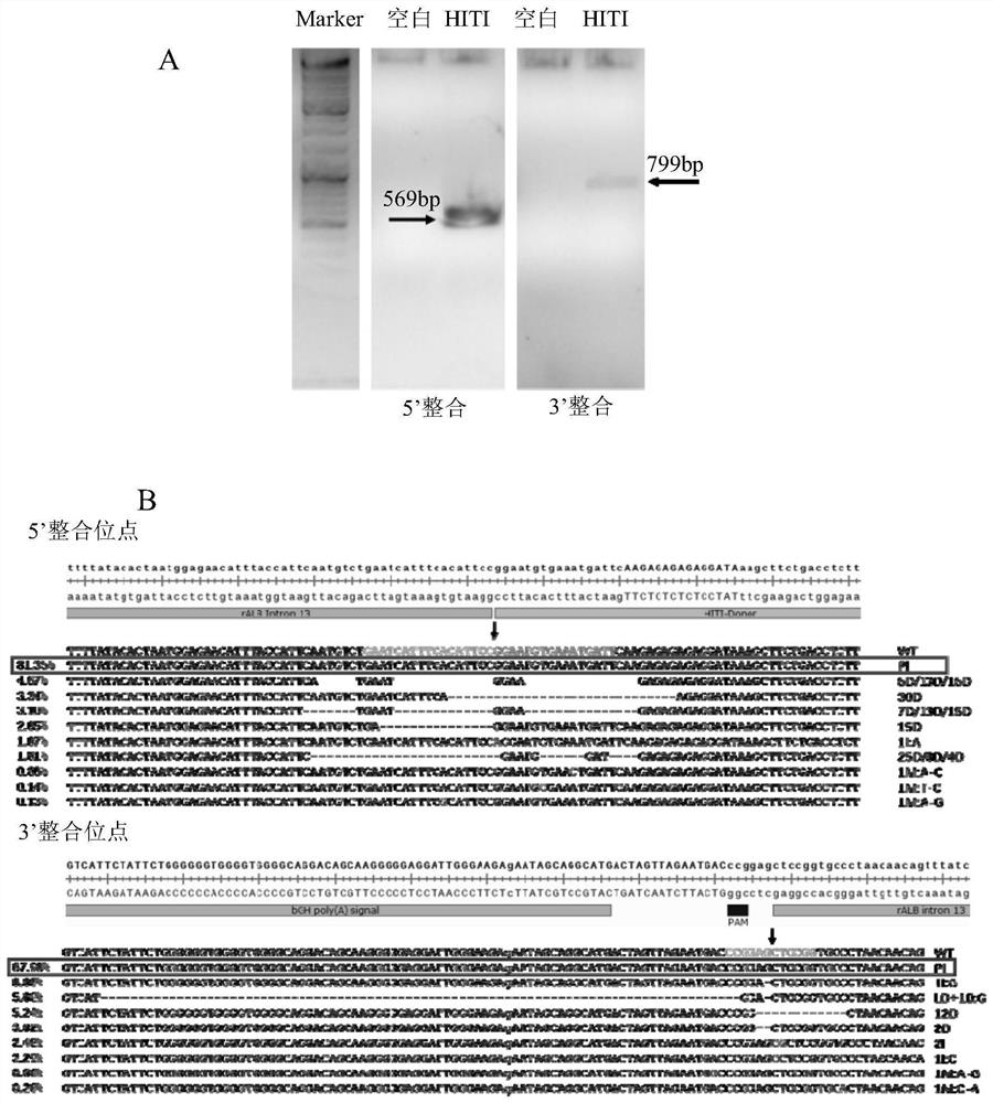 A product for the treatment of hemophilia b