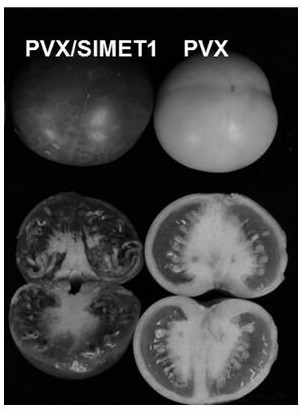 Application and application method of potato x virus in inducing embryogermination of tomato seeds