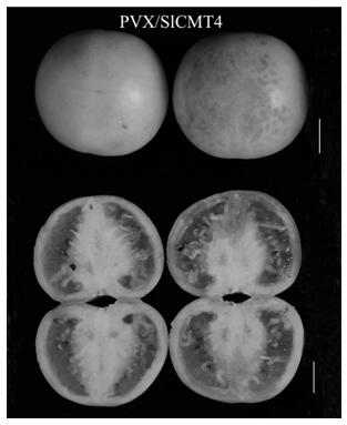 Application and application method of potato x virus in inducing embryogermination of tomato seeds