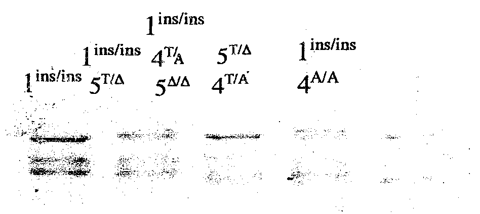 T Cell Regulatory Genes And Methods Of Use Thereof