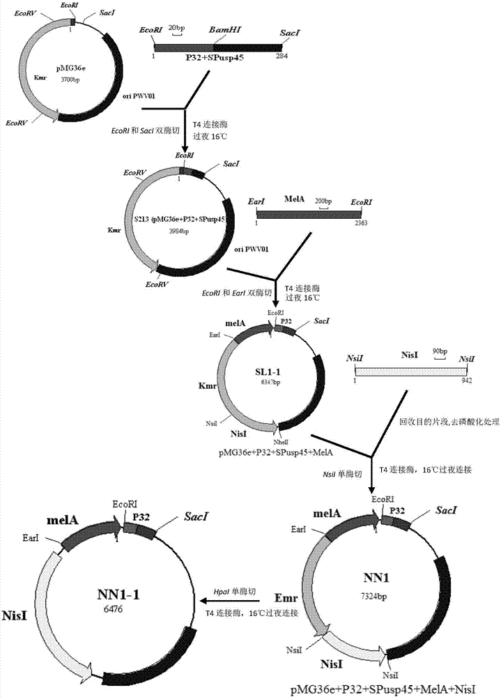 Lactococcus lactis food-level double-screening marker secretory expression vector, engineering strain containing vector and construction method and application of vector