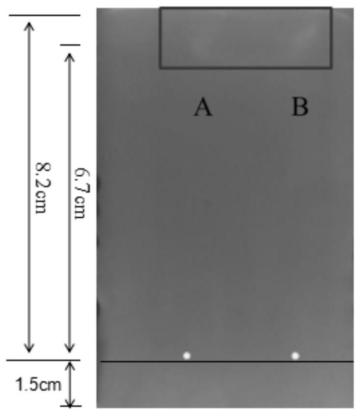 Enterobacter hormaechei and application thereof in production of vanillin