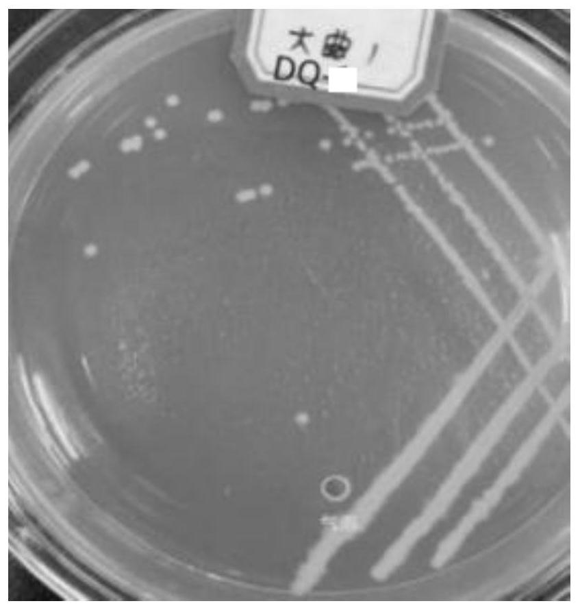 Enterobacter hormaechei and application thereof in production of vanillin