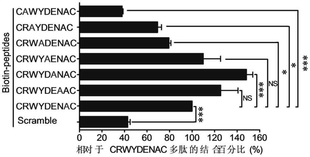 Integrin α6 targeting polypeptide and its application