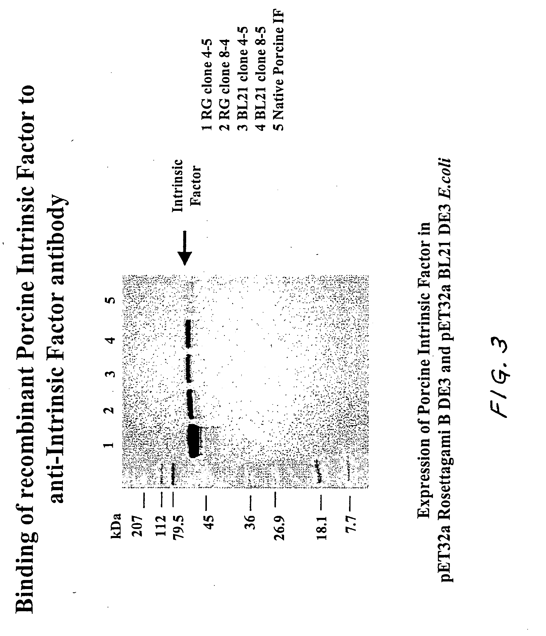 Diagnostic test for vitamin B12