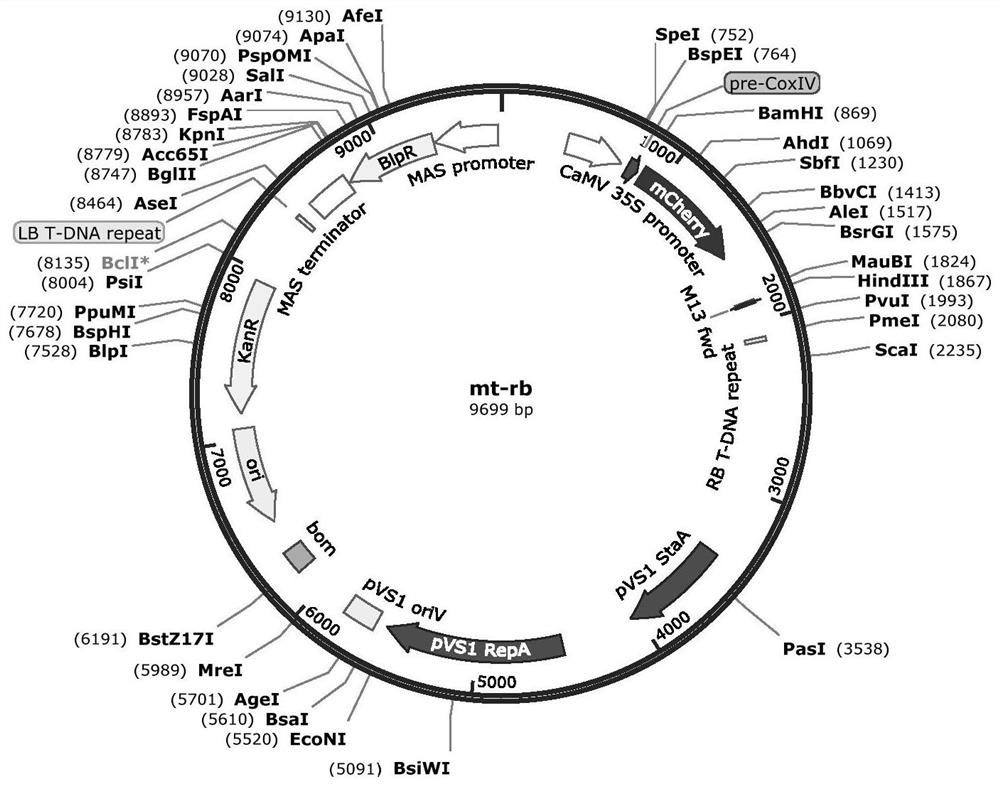 A highly efficient method for detecting protein subcellular localization based on citrus protoplasts