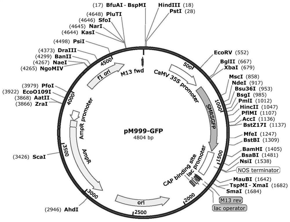 A highly efficient method for detecting protein subcellular localization based on citrus protoplasts