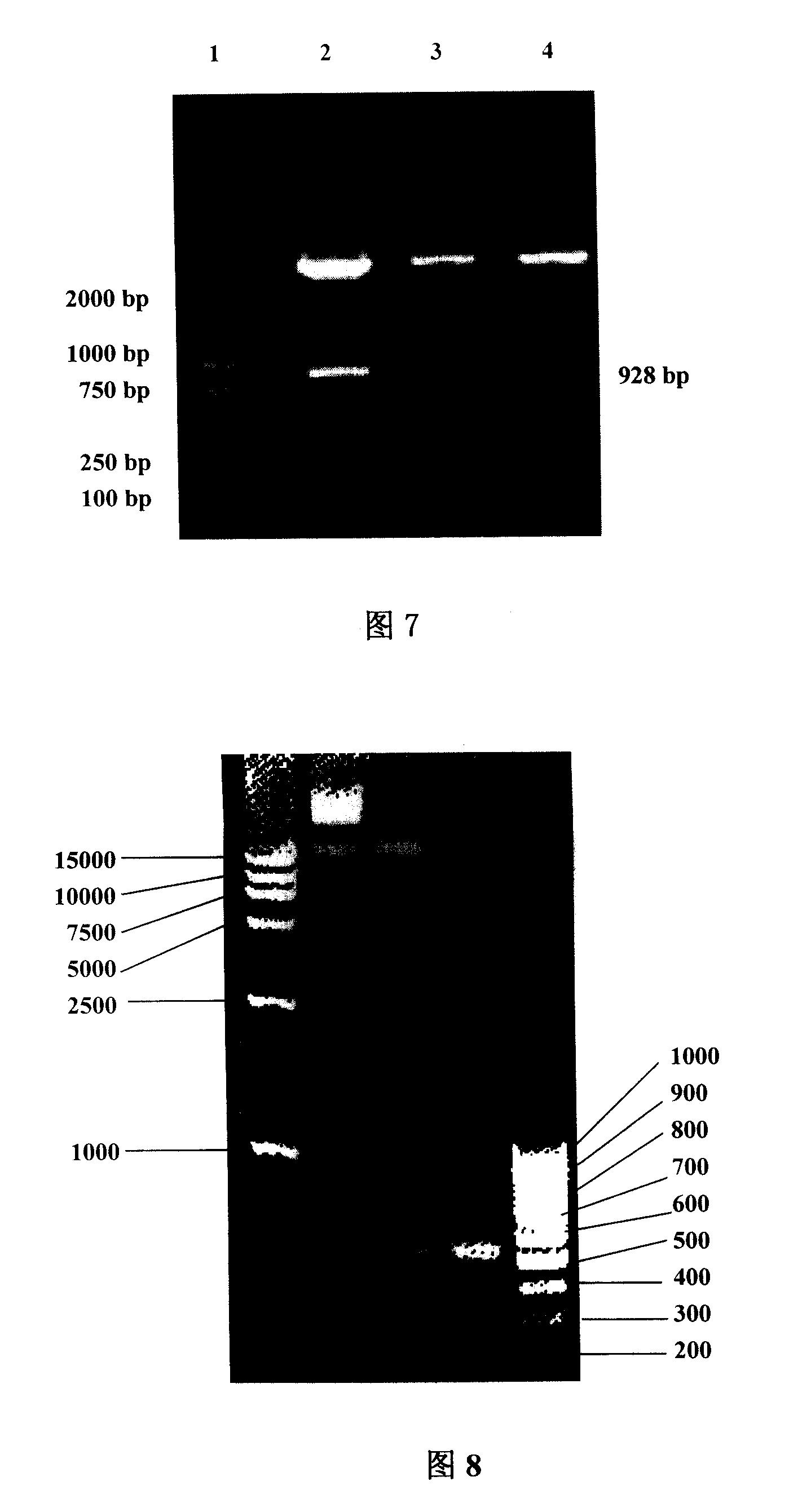 Lilium chalcone synthase genes (chs) promoter as well as preparation method and use thereof