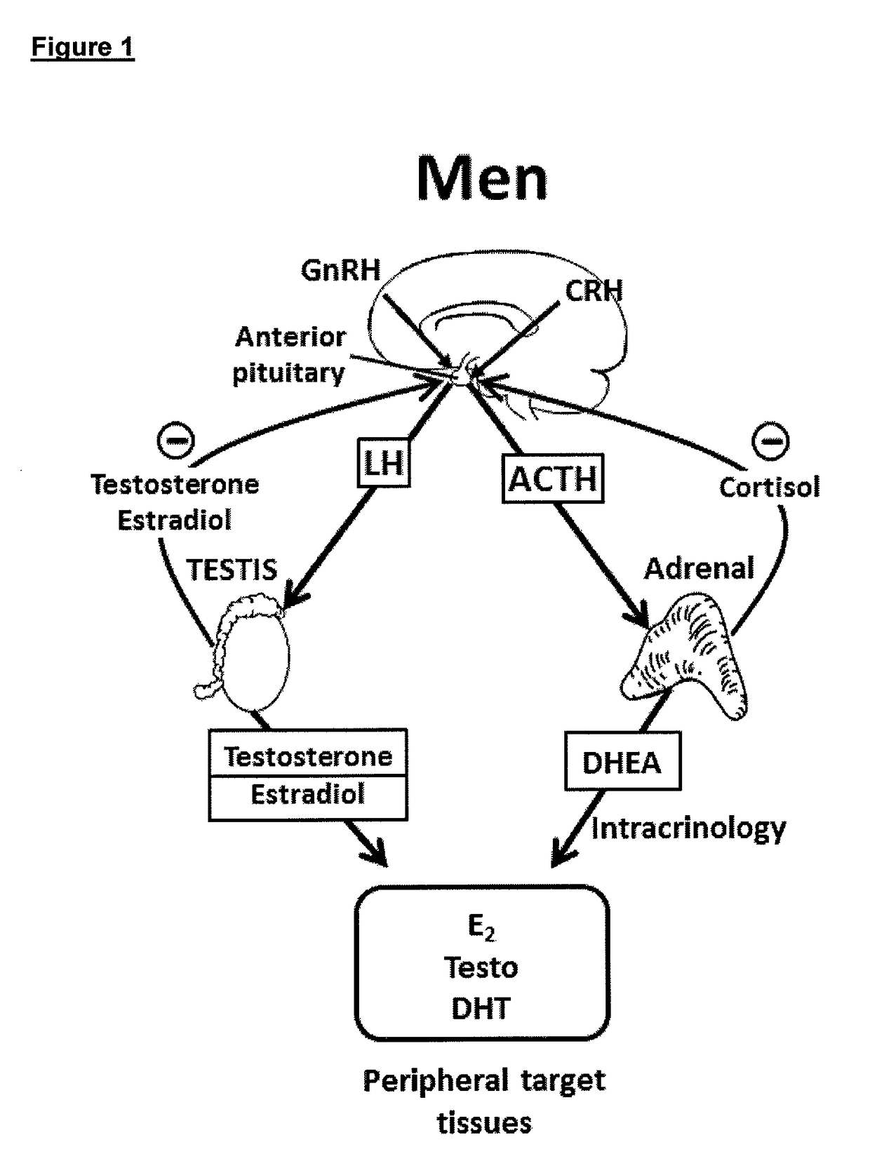 Treatment of male androgen deficiency symptoms or diseases with sex steroid precursor combined with SERM