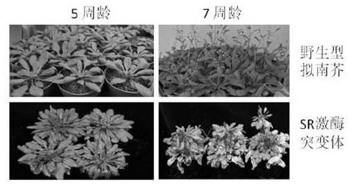 A double-induced homologous recombination marker-free vector plasmid and its application