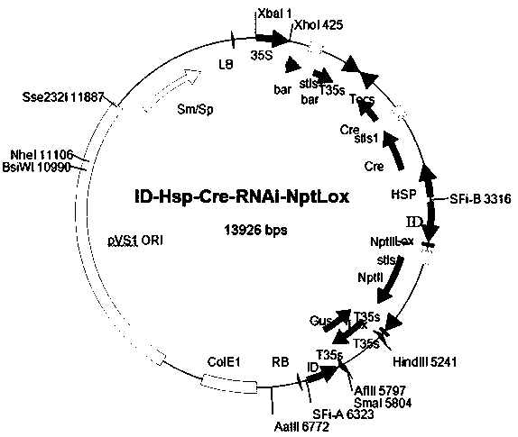 A double-induced homologous recombination marker-free vector plasmid and its application