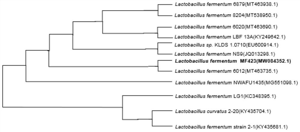 Lactobacillus fermentum MF423, fermented rice bran extract thereof and application of lactobacillus fermentum MF423 and fermented rice bran extract