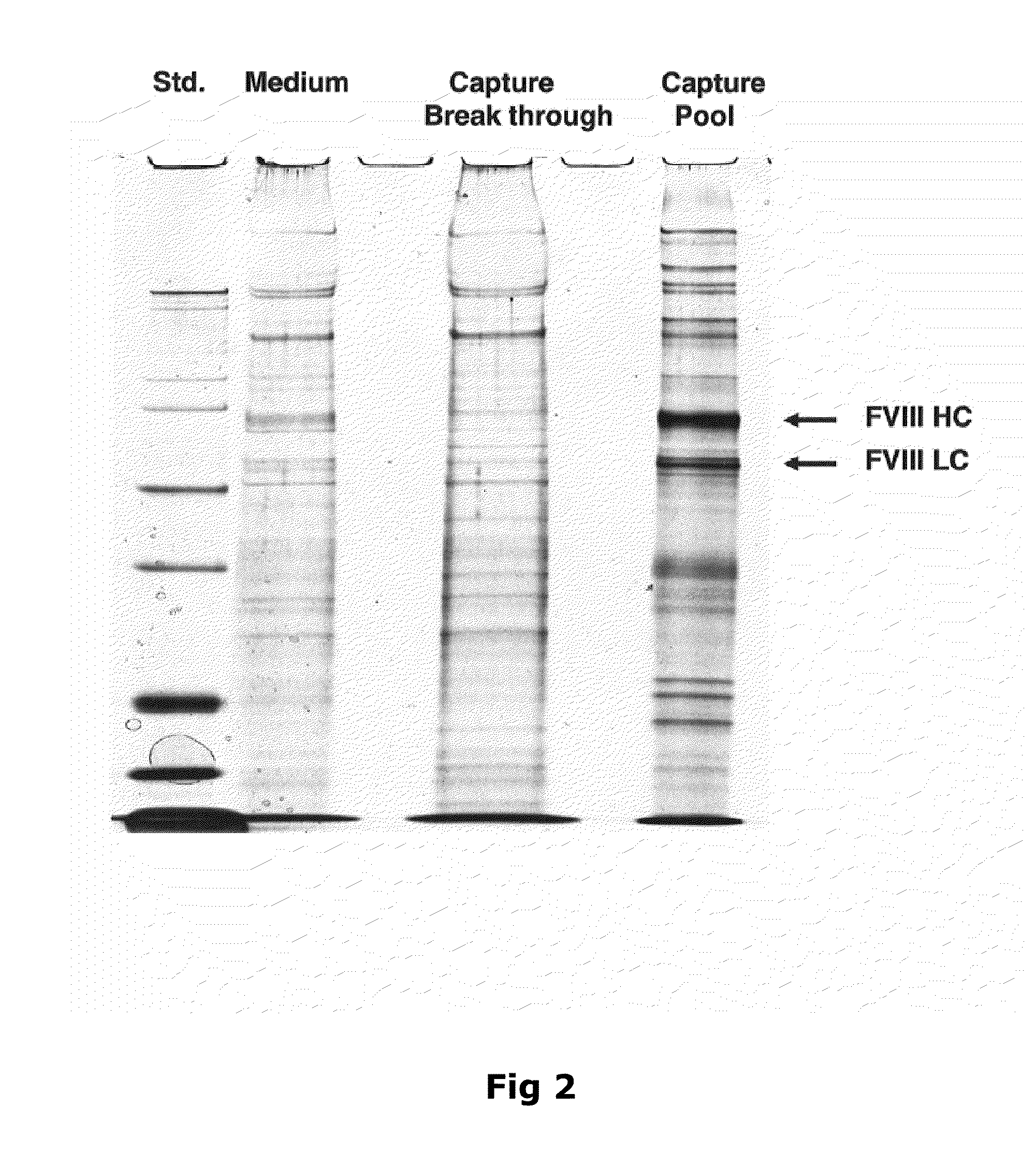 Purification of Factor VIII Using a Mixed-Mode or Multimodal Resin