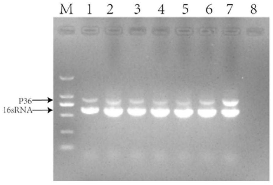 Mycoplasma hyopneumoniae attenuated strain and application thereof in preparation of attenuated vaccines