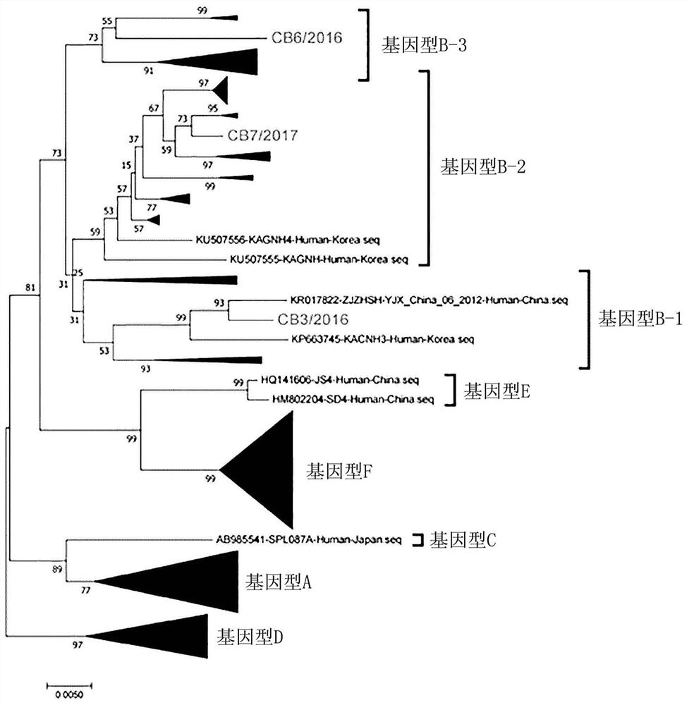 Novel severe fever with thrombocytopenia syndrome virus