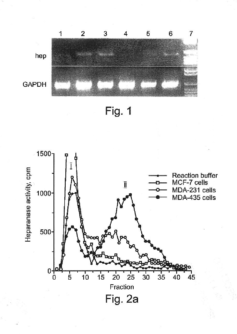 Heparanase specific molecular probes and their use research and medical applications
