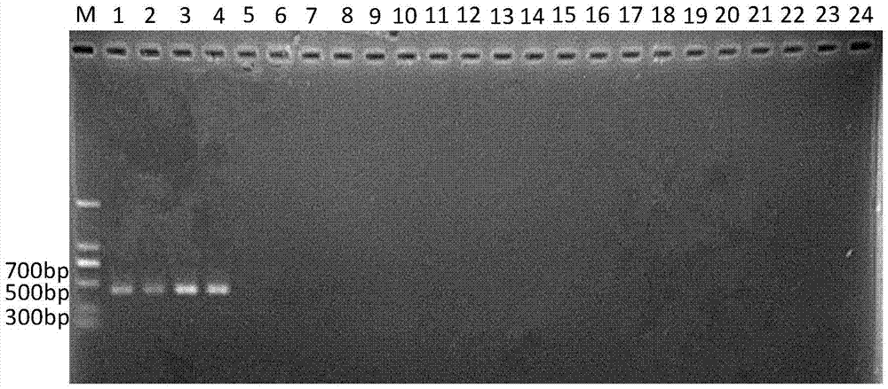 Primers, kits and identification methods for assisting the identification of carnivorous mite and common carnivorous mite in Malacca