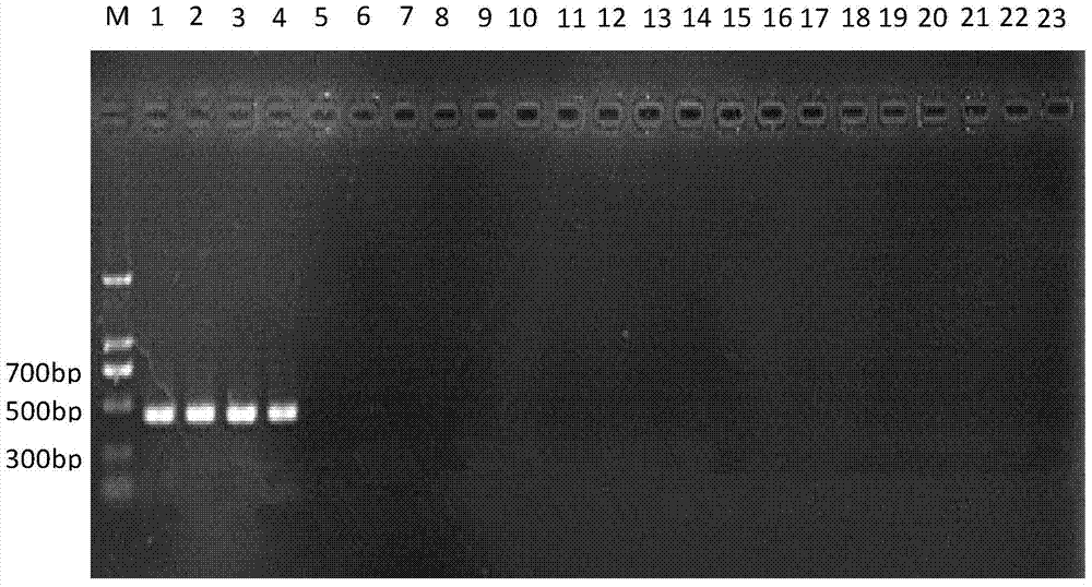 Primers, kits and identification methods for assisting the identification of carnivorous mite and common carnivorous mite in Malacca