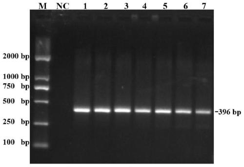 Detection kit for detecting bovine coronavirus (BCV) and application method thereof