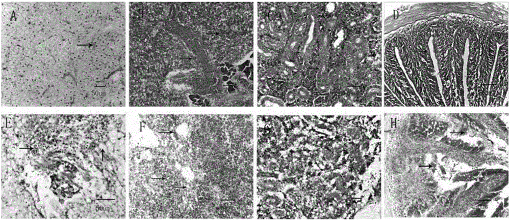 Bi-combined inactivate vaccine of aeromonas hydrophila and aeromonas veronii and preparation method thereof