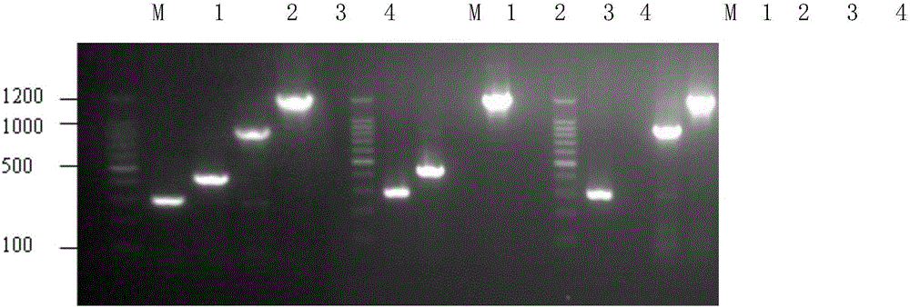 Bi-combined inactivate vaccine of aeromonas hydrophila and aeromonas veronii and preparation method thereof