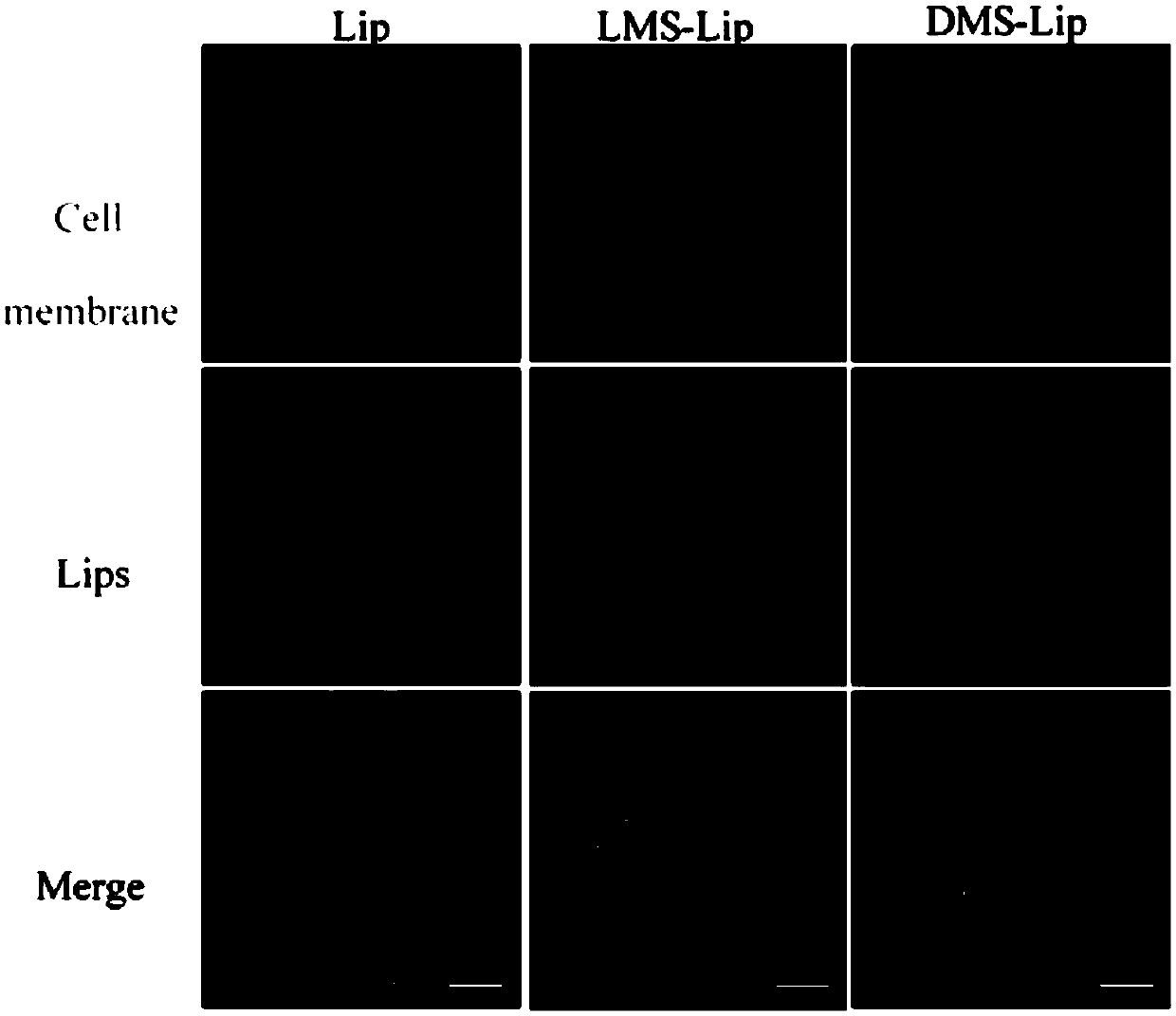Polypeptide, polypeptide-modified lipid carrier and application of lipid carrier