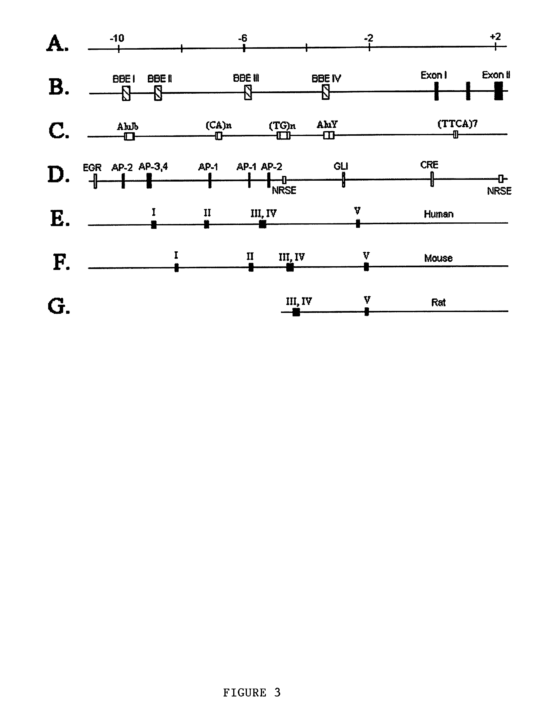 Human tyrosine hydroxylase promoter and uses thereof