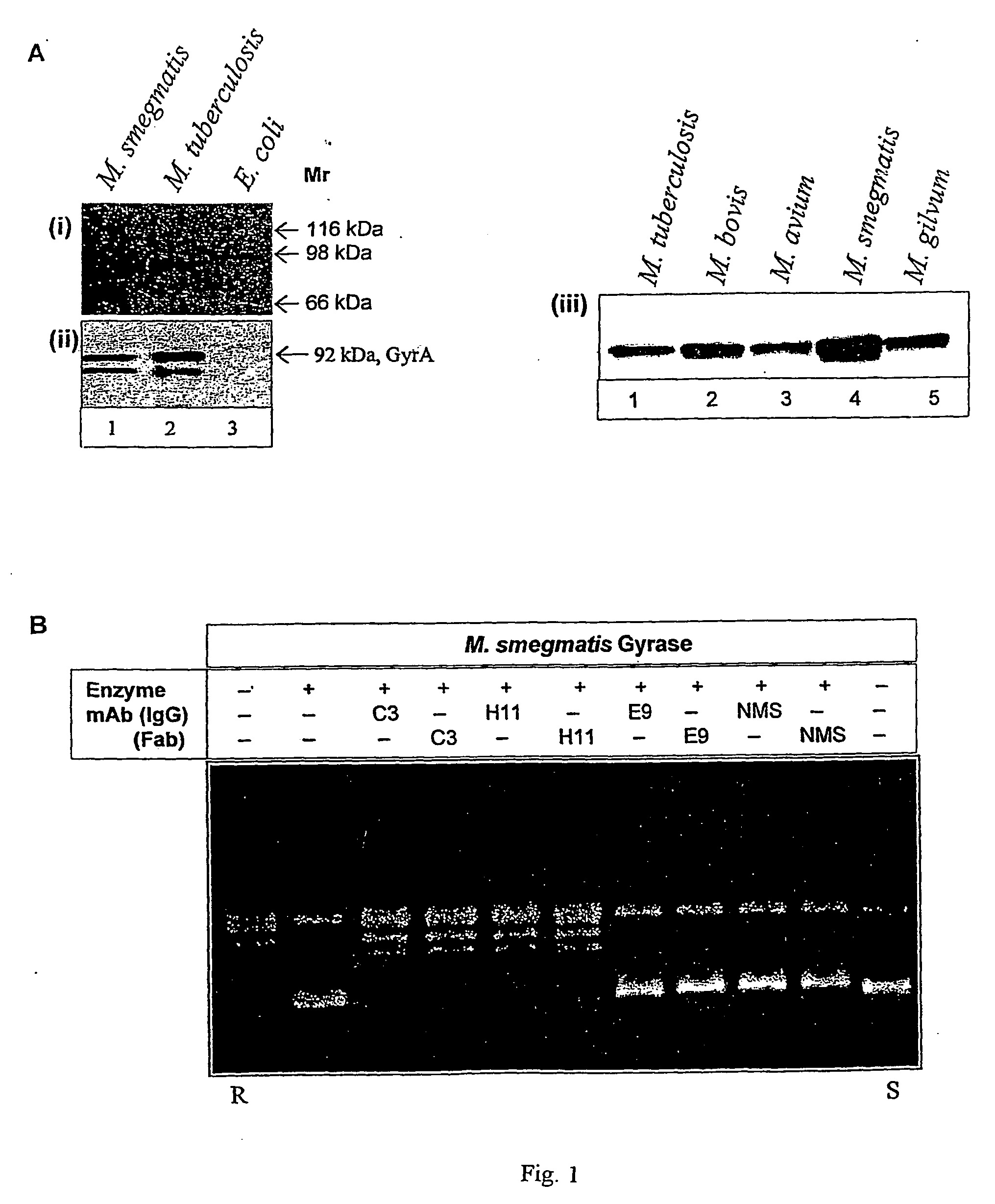 Monoclonal antibody derived peptide inhibitors for mycobacterial dna gyrase