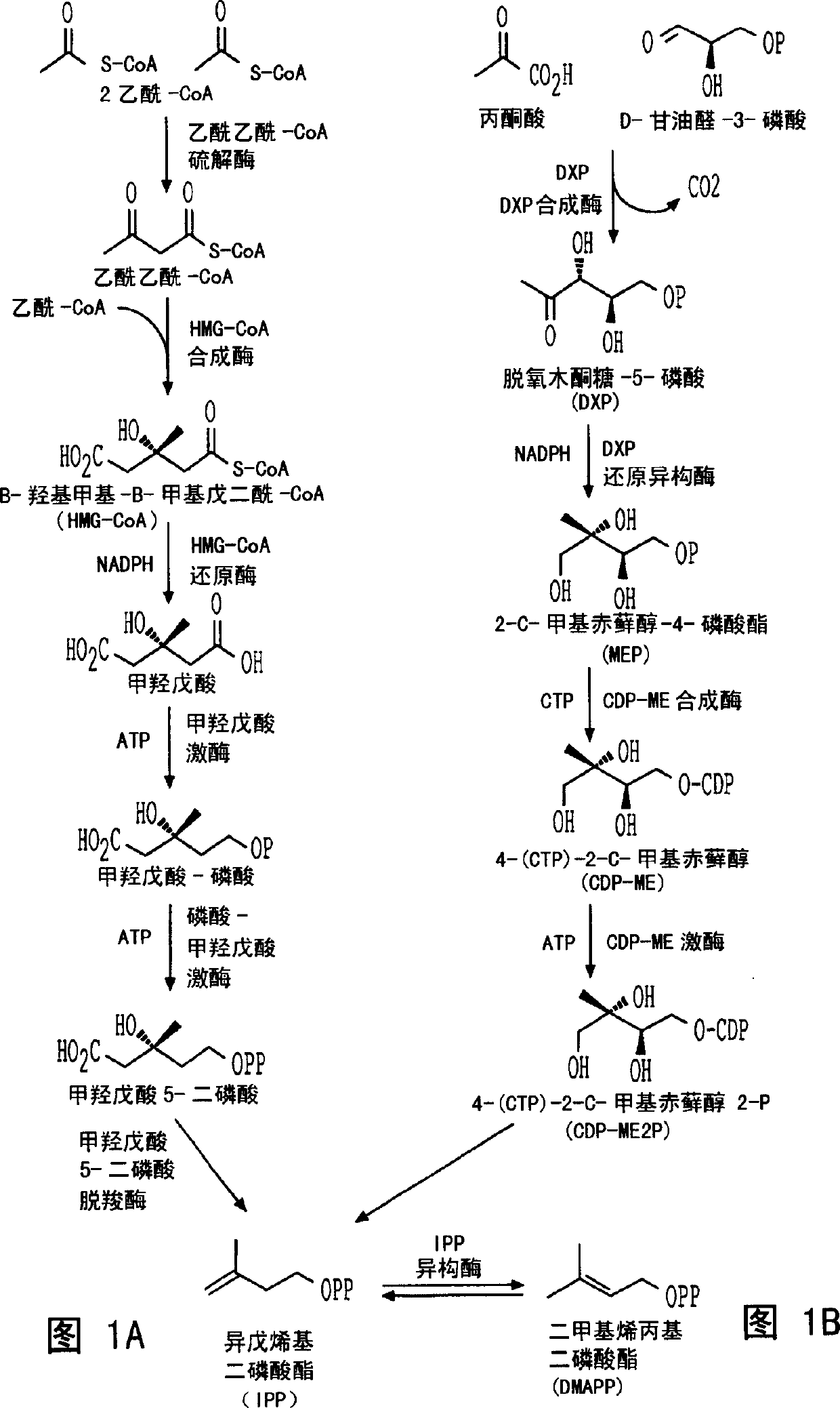 Sesquiterpene synthases and methods of use