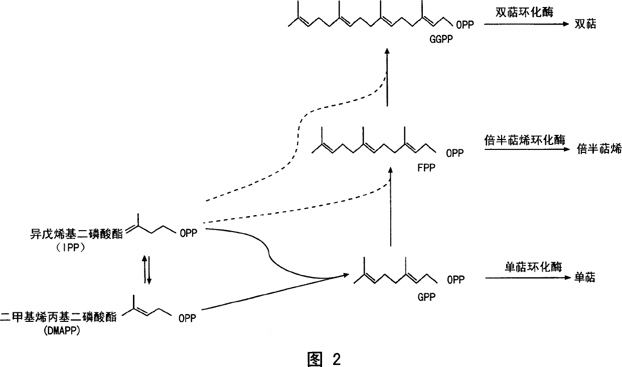 Sesquiterpene synthases and methods of use