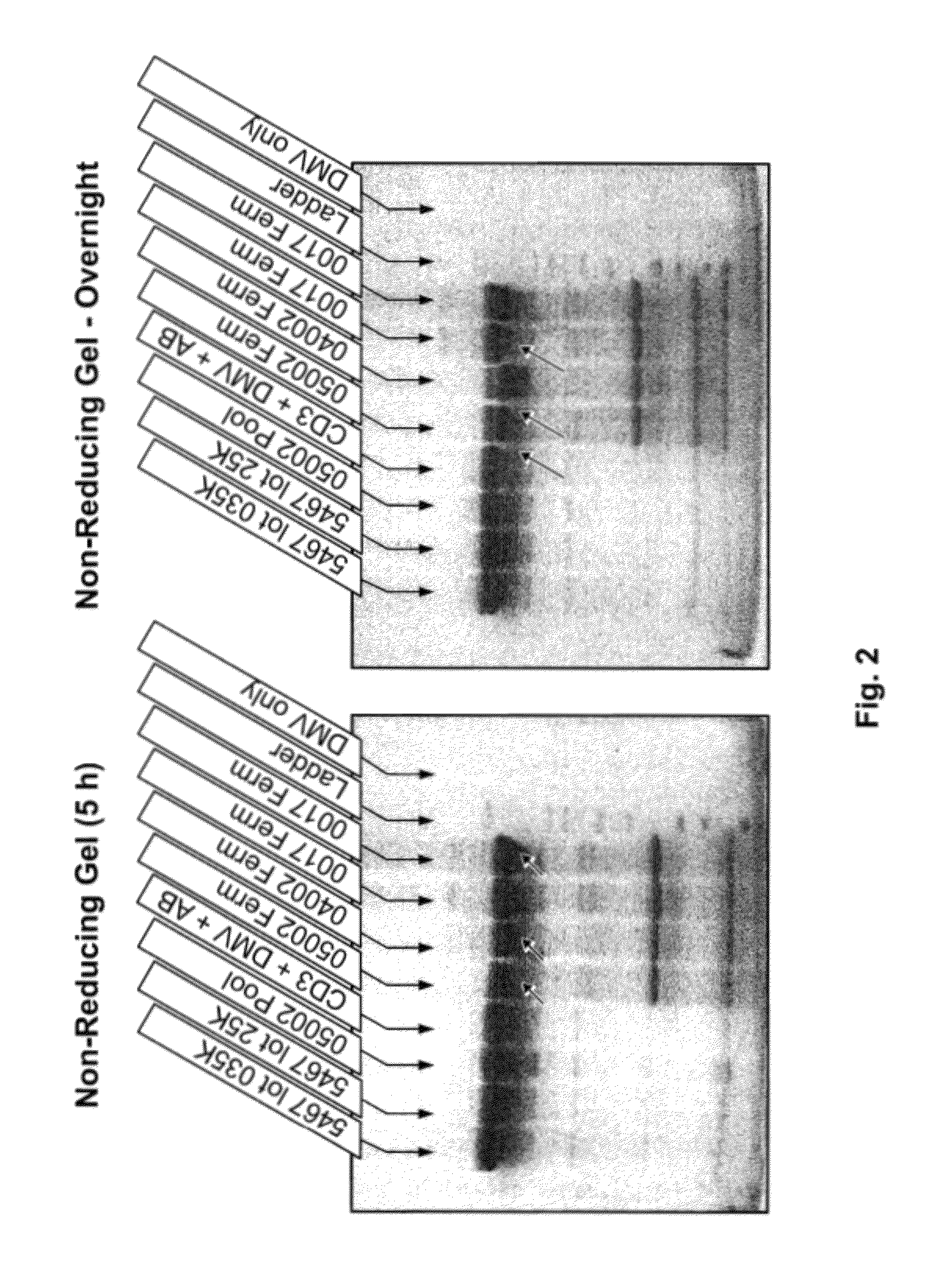 Method for reducing the appearance of false positive bands in SDS-page analysis of proteolytic digestion of a sample