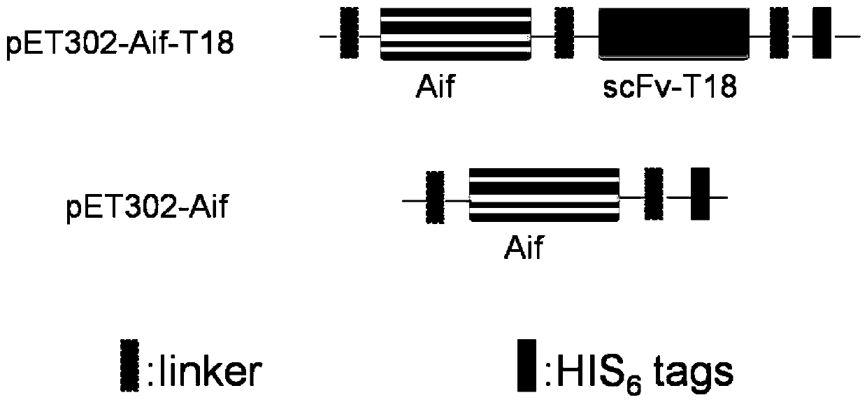 Strain for expressing aif and recombinant single-chain antibody integrated with aif and application of the strain