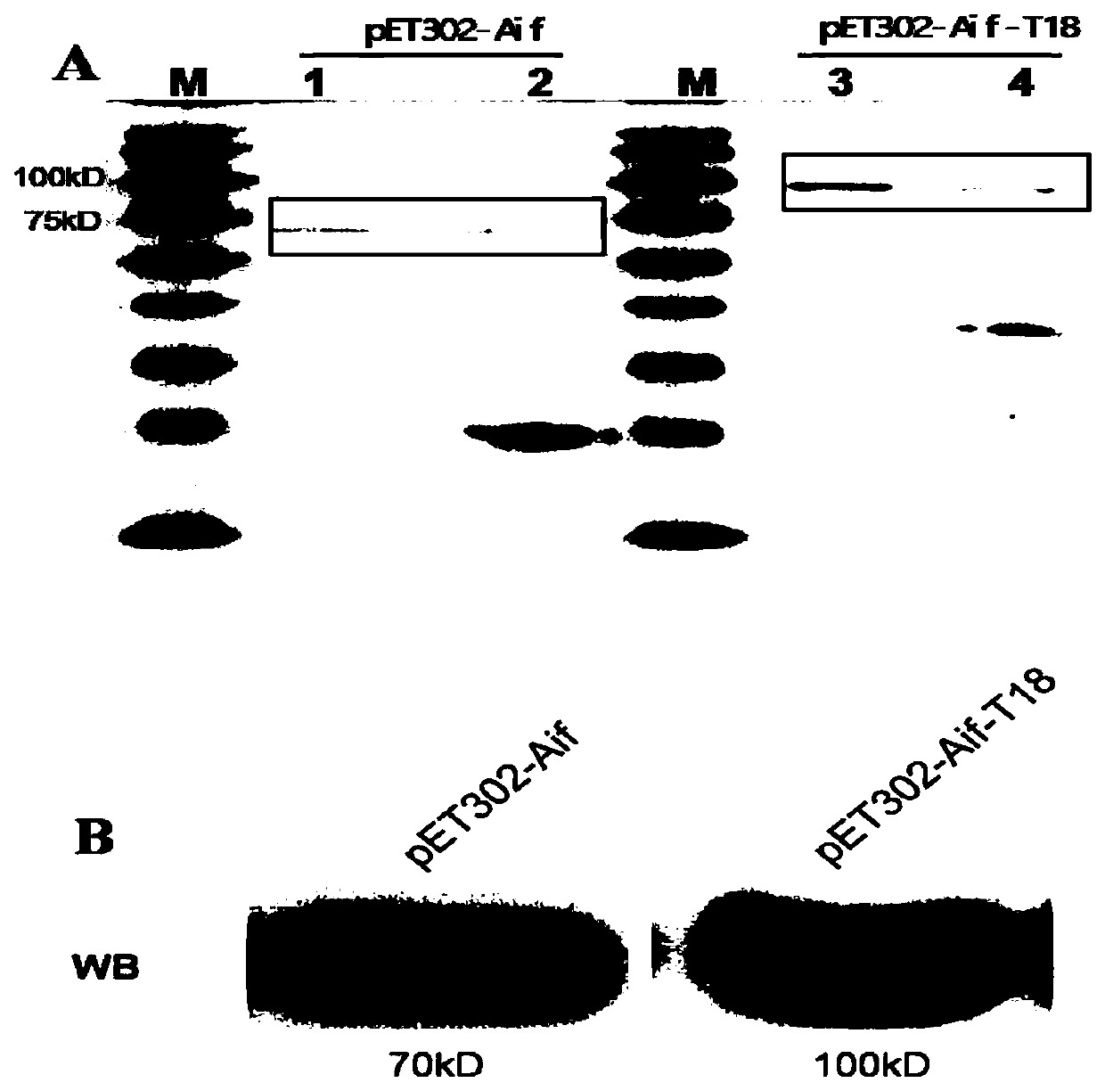 Strain for expressing aif and recombinant single-chain antibody integrated with aif and application of the strain