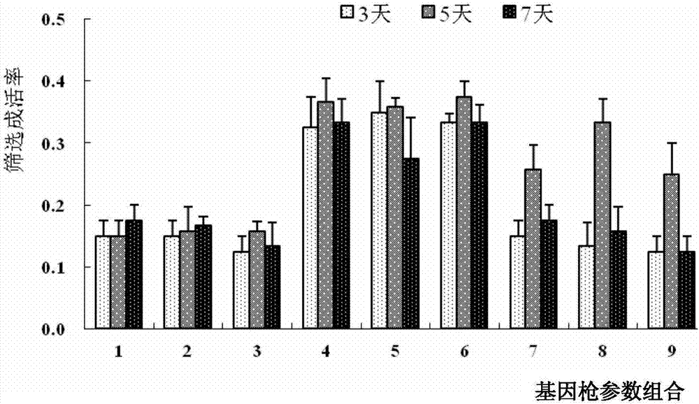 Method for gene gun-mediated genetic transformation of moso bamboos