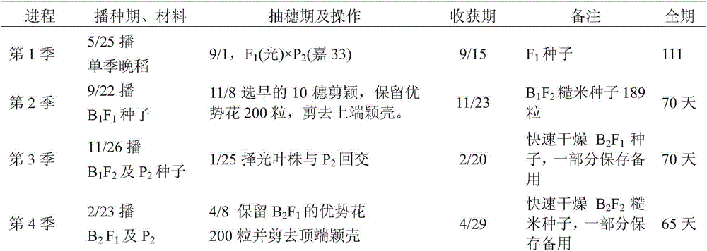 Rice multi-generation breeding method