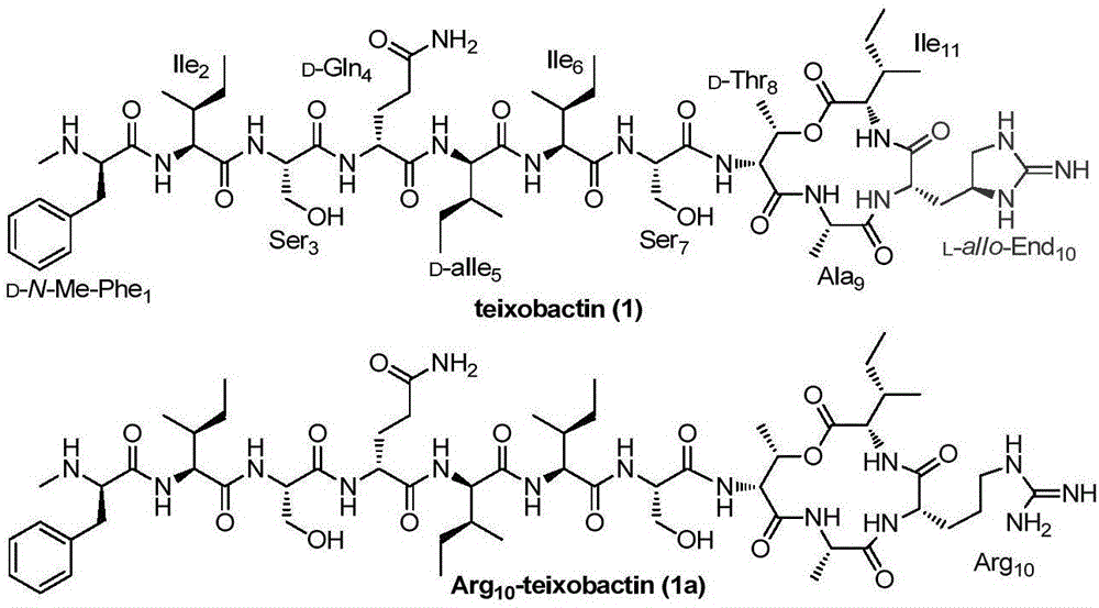 Teixobactin analogs, and preparation method and application thereof