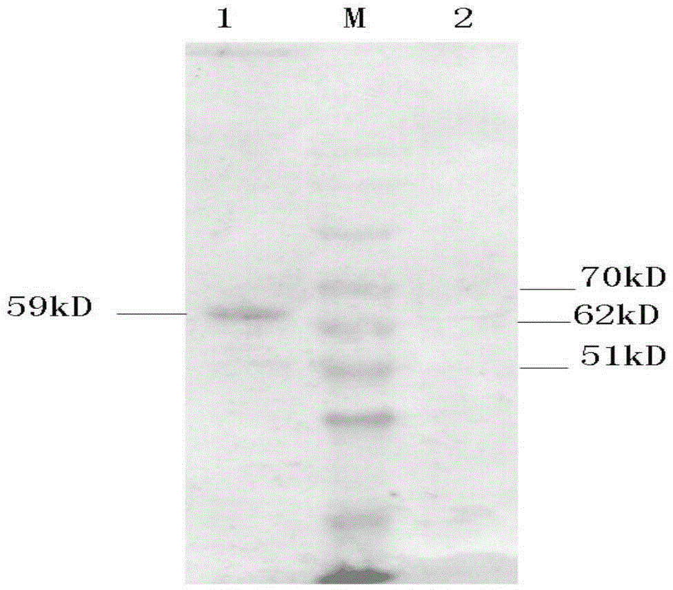 Preparation method of newcastle disease glucoprotein virus antigen and product thereof