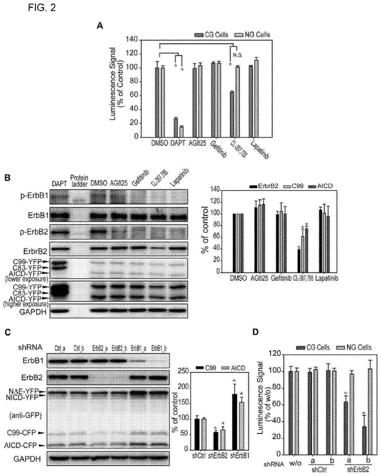 ErbB2 regulates autophagic flux to modulate the proteostasis of APP-CTFs in alzheimer's disease